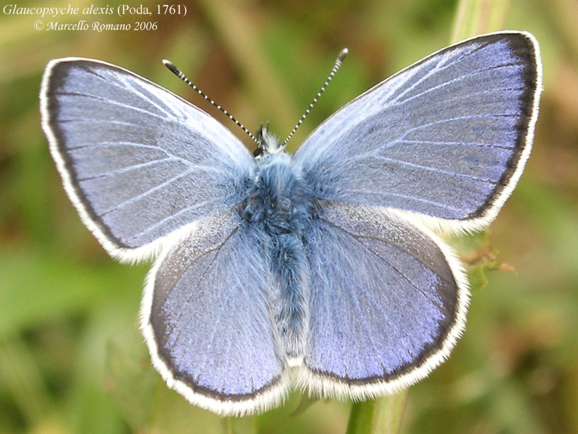 La primavera si tinge d''azzurro